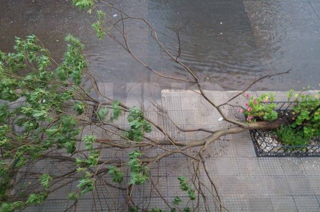 Árbol caído en Belgrano y Luciano Molinas en barrio Candioti Norte