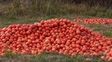 Estalló la crisis del tomate: productores prefieren tirar la cosecha