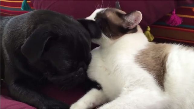 La tierna rutina de un perro cachorro y un gato para conciliar el sueño La tierna rutina de un perro cachorro y un gato para conciliar el sueño