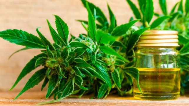 Revocan autorización a una madre a cultivar cannabis para su hijo