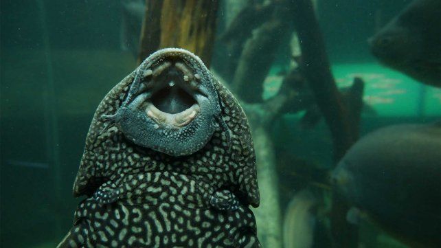 Una vieja del agua succionando alimento contra el acrílico de la pecera