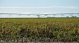 El agro debate cómo producir más con un uso eficiente del agua