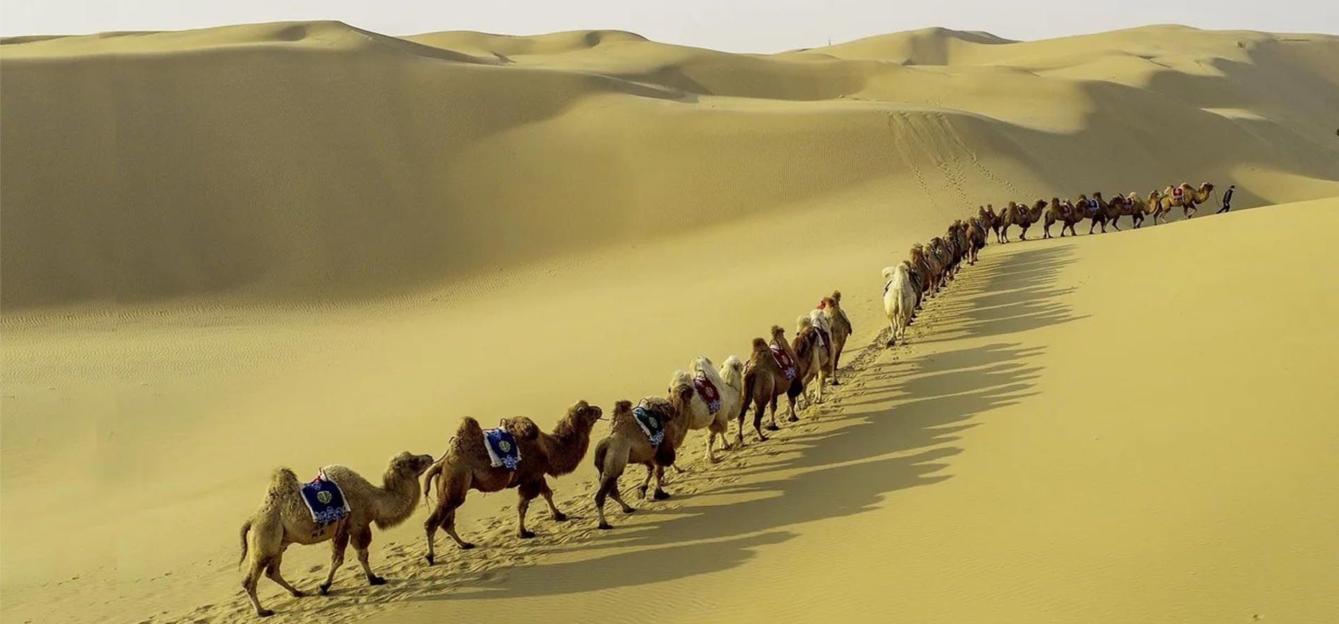 Una manada de camellos en el Desierto de Kubuqi, en la Región Autónoma de Mongolia Interior, en el norte de China. Foto Xinhua / Wang Zheng