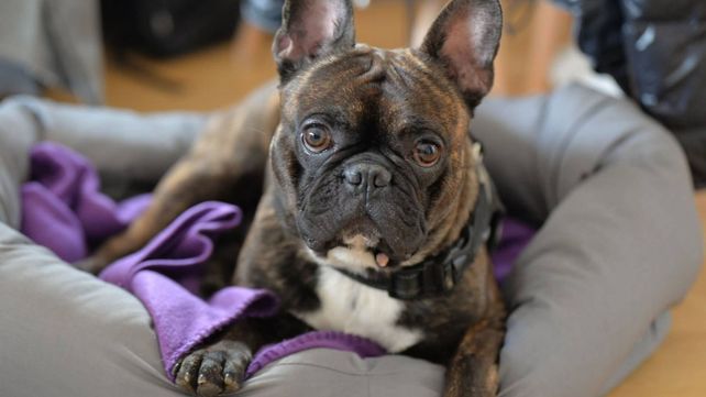 Inusitada demanda: creció la venta de mascotas y subieron los precios