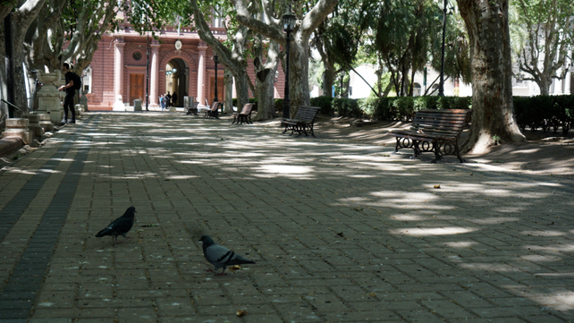 Las palomas y sus excrementos