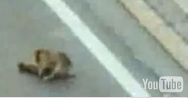 Un perro chileno se visti&oacute; de h&eacute;roe y salv&oacute; a otro atropellado en una autopista