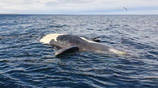 Aparecieron al menos seis ballenas muertas en la Península Valdés