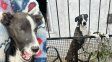 Concordia: rescataron a dos perros que estaban desnutridos y en condiciones de maltrato