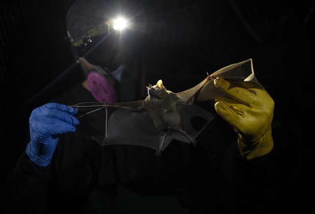 Un científico brasileño captura un murciélago en las selvas que rodean a la ciudad de Río de Janeiro.