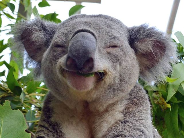 ¿Los koalas tienen huellas dactilares?