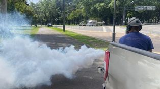 Refuerzan la fumigación en el parque Independencia en la previa del clásico