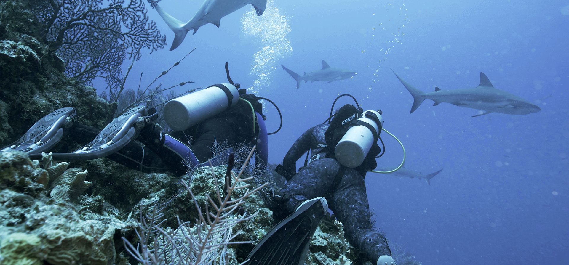 Imagen publicada por Discovery muestra a buzos rodeados de tiburones tigre durante su primera inmersión juntos, en una escena de "Monster of the Bermuda Triangle", que se estrena el 24 de julio durante Shark Week. (Escena gráfica a través de AP) Imagen publicada por Discovery muestra a buzos rodeados de tiburones tigre durante su primera inmersión juntos, en una escena de "Monster of the Bermuda Triangle", que se estrena el 24 de julio durante Shark Week. (Escena gráfica a través de AP)