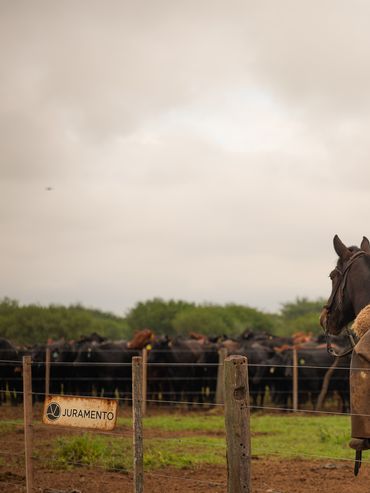 Fuerte inversión para consolidar la cadena de carne premium