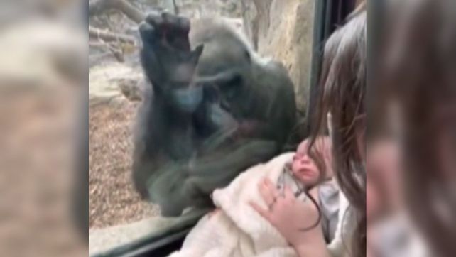 En video: el momento en que una mamá gorila se enamora de un bebé humano