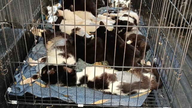 Diversas áreas del municipio intervinieron para rescatar a más de 30 gatos de una vivienda en zona noroeste. &nbsp;