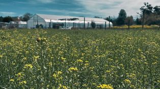 Camelina es un cultivo cada vez más frecuente en las rotaciones de la Región Pampeana.