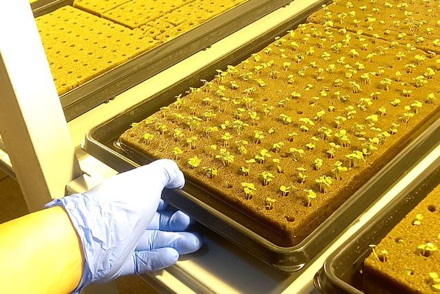 Hidroponia en la Antártida: la Base Esperanza produce los primeros plantines hortícolas