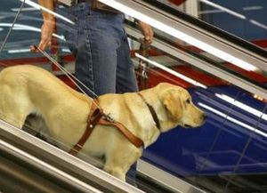 Una mujer ciega fue atacada con un bate por entrar con su perro a un negocio