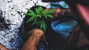 Cannabis: amplían la vigencia de la autorización del Reprocann
