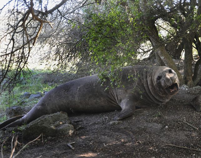 El animal estuvo un día descansando bajo los árboles.