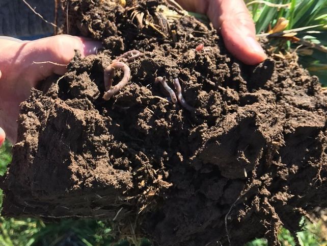 Es posible ir hacia una agricultura que sustituya el agregado de fertilizantes tradicionales