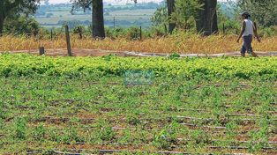 Muchos más productores se volcaron a la agricultura familiar con  la pandemia