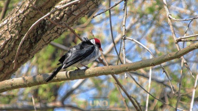 Crece el avistaje de aves: hay 370 especies en Entre Ríos