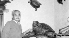 Miyamoto con animales embalsamados en su casa de la calle Riobamba. (Colección Chiavazza. Archivo de Fotografía de la Escuela Superior de Museología). Miyamoto con animales embalsamados en su casa de la calle Riobamba. (Colección Chiavazza. Archivo de Fotografía de la Escuela Superior de Museología).