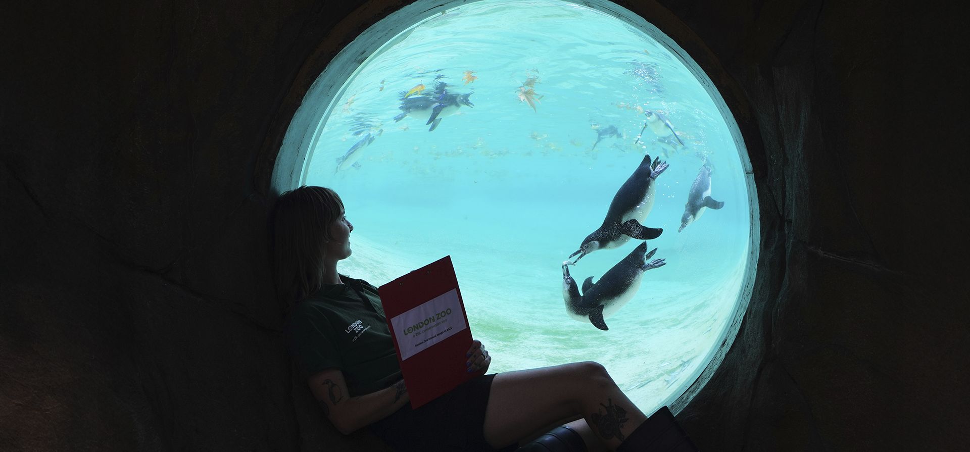 La cuidadora Jessica Ray observa a los pingüinos de Humboldt mientras los cuidadores del Zoológico de Londres registran las estadísticas vitales de los animales durante el pesaje anual para monitorear su salud, desarrollo e incluso identificar embarazos. Esto ocurre en Londres, el martes 19 de agosto de 2025. (Foto AP/Kirsty Wigglesworth) La cuidadora Jessica Ray observa a los pingüinos de Humboldt mientras los cuidadores del Zoológico de Londres registran las estadísticas vitales de los animales durante el pesaje anual para monitorear su salud, desarrollo e incluso identificar embarazos. Esto ocurre en Londres, el martes 19 de agosto de 2025. (Foto AP/Kirsty Wigglesworth)