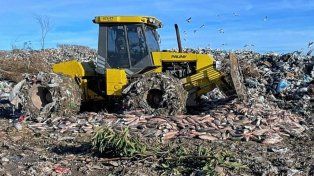 El pescado decomisado en Entre Ríos fue destruido.
