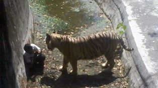 Un estudiante murió al caer en las garras de un tigre blanco en un zoológico de India