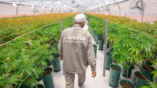 El gobierno presentará un proyecto para fomentar la industria del cannabis medicinal
