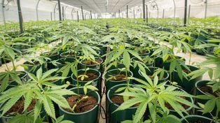 El diputado justicialista Leandro Busatto presentó un proyecto para que la provincia intervenga en la producción de cannabis.&nbsp;