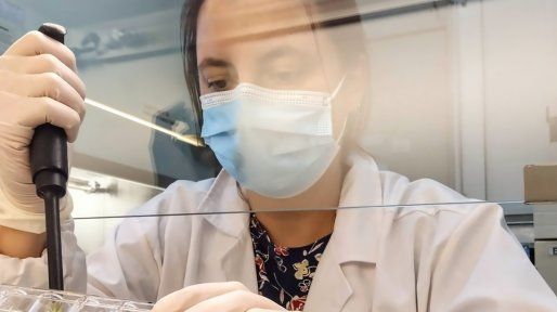 Dengue: cómo es la batalla molecular para frenar al virus