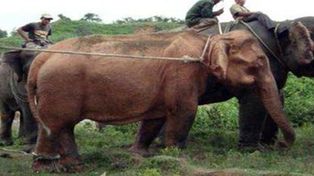 Capturan un elefante blanco en Mianmar