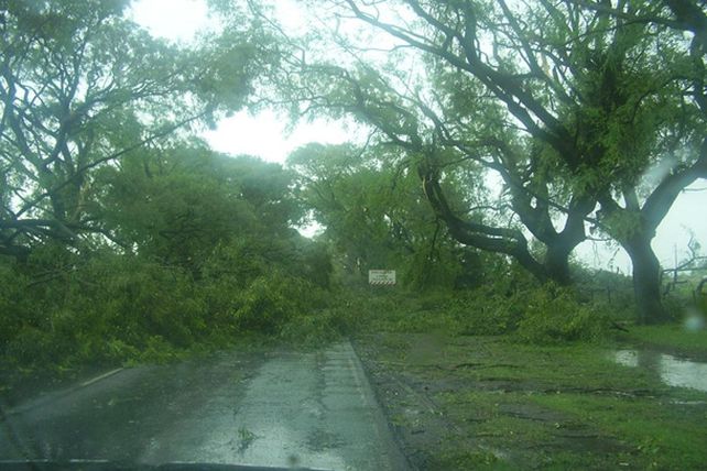 Humboldt: una cola de tornado cortó cables, voló techos y derribó árboles