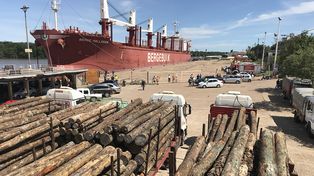 Llegan otros dos buques para cargar madera en el puerto de Concepción