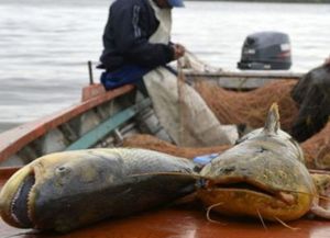 Se redujo un 50% el cupo de exportación de especies de río