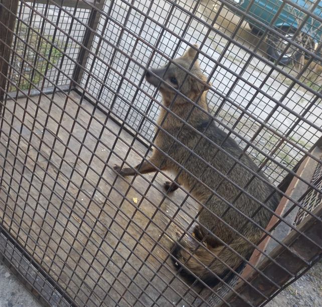 La zorrita que apareció cerca del Campo de la Gloria en San Lorenzo.&nbsp;