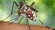 Hay 8.000 casos de dengue y 500 de chikungunya en el país