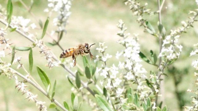 Un parque de especies autóctonas rodea al acuario, allí la gramilla crece hasta florecer para atraer insectos que son alimento de aves de la zona.