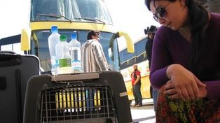 Rosario: un proyecto propone que se pueda viajar en colectivo con mascotas