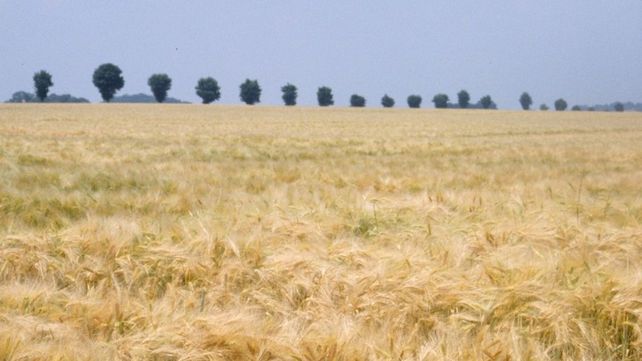 El trabajo confirma que la inclusión de cultivos de servicio