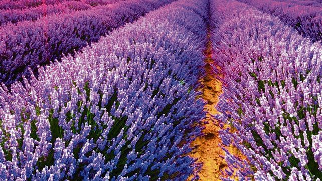 Aromaterapia. Investigan si el olor del linalool tiene efectos relajantes.