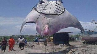 Un animal de mil kilos fue capturado por pescadores en la costa del Pacífico