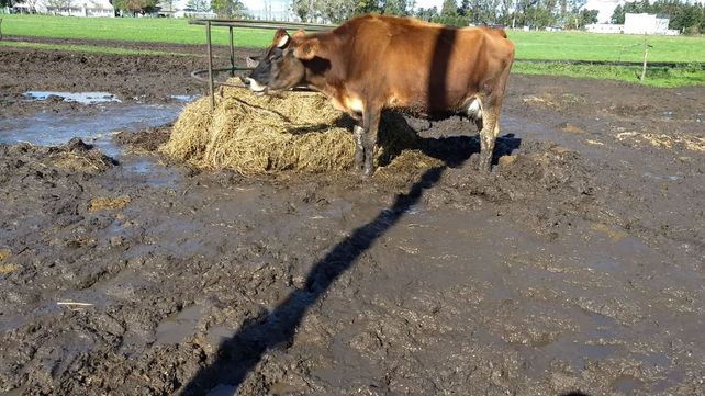 Tras las intensas lluvias es dramática la situación en tambos entrerrianos