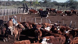 La Farer, que nuclea a 18 entidades rurales de la provincia, explicó en pocos días inicia la vacunación de los animales