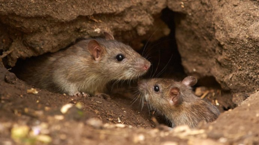 Hantavirus en Salta: ya son cinco las muertes en 2025 y refuerzan la prevención