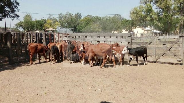 Secuestraron casi una treintena de novillos sustraídos