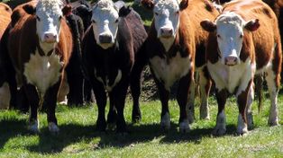 Científicos argentinos eliminaron el gen de la vaca loca